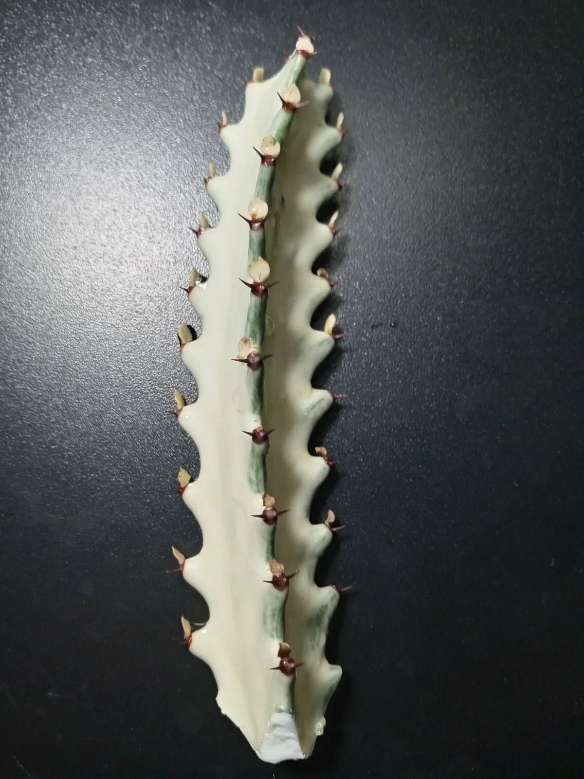 Euphorbia Lactea Starter Cactus 5" Tall Dragon Bones Succulent Indoor Plant - Unique Skeletal Cactus for Decor