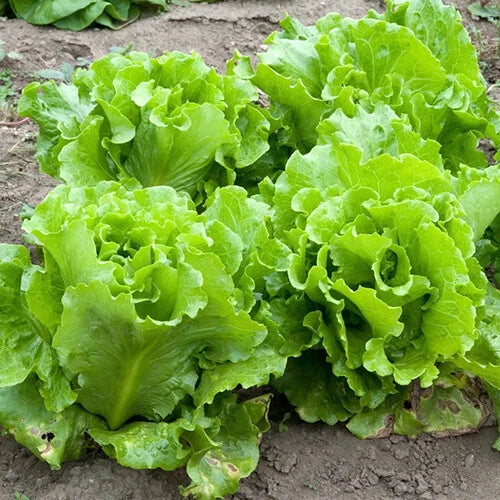 Black Seeded Simpson Lettuce Seeds | Heirloom Non-GMO Organic Vegetable Seeds | Lactuca sativa | Salad Greens, Loose-Leaf