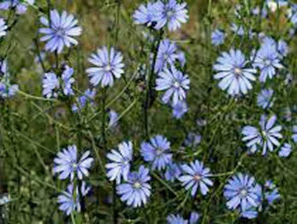 Bluest Blue Chicory Seeds - 100+ Pack, Vibrant Blue Flowers, Cichorium intybus, Attracts Pollinators, Easy to Grow