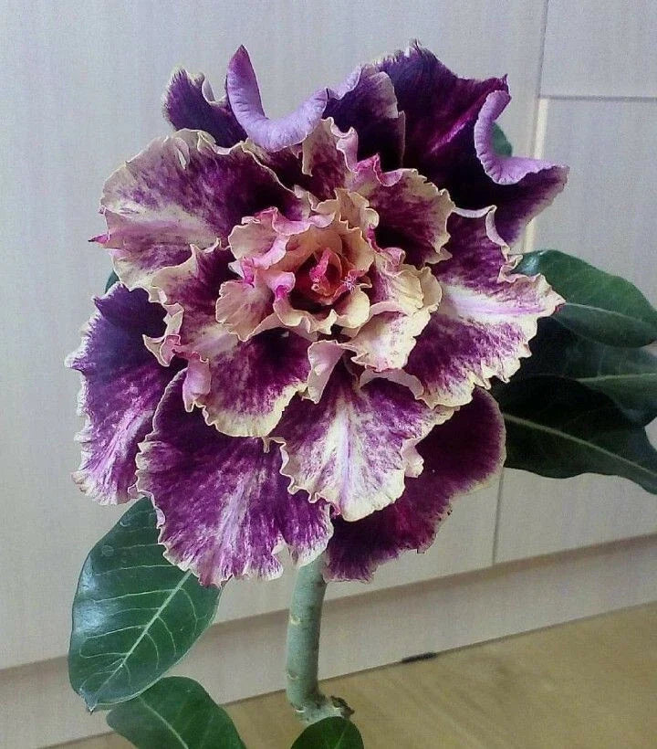 Purple Cream Desert Rose Seeds - Adenium Obesum 4 Seeds for Blooming Garden & Indoor Decor