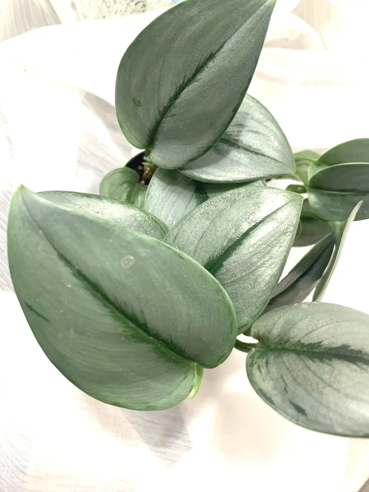 Rooted Plant - Scindapsus treubii 'Moonlight' - Silver-Leaf Indoor Houseplant - Trailing Vine in 4-Inch Pot