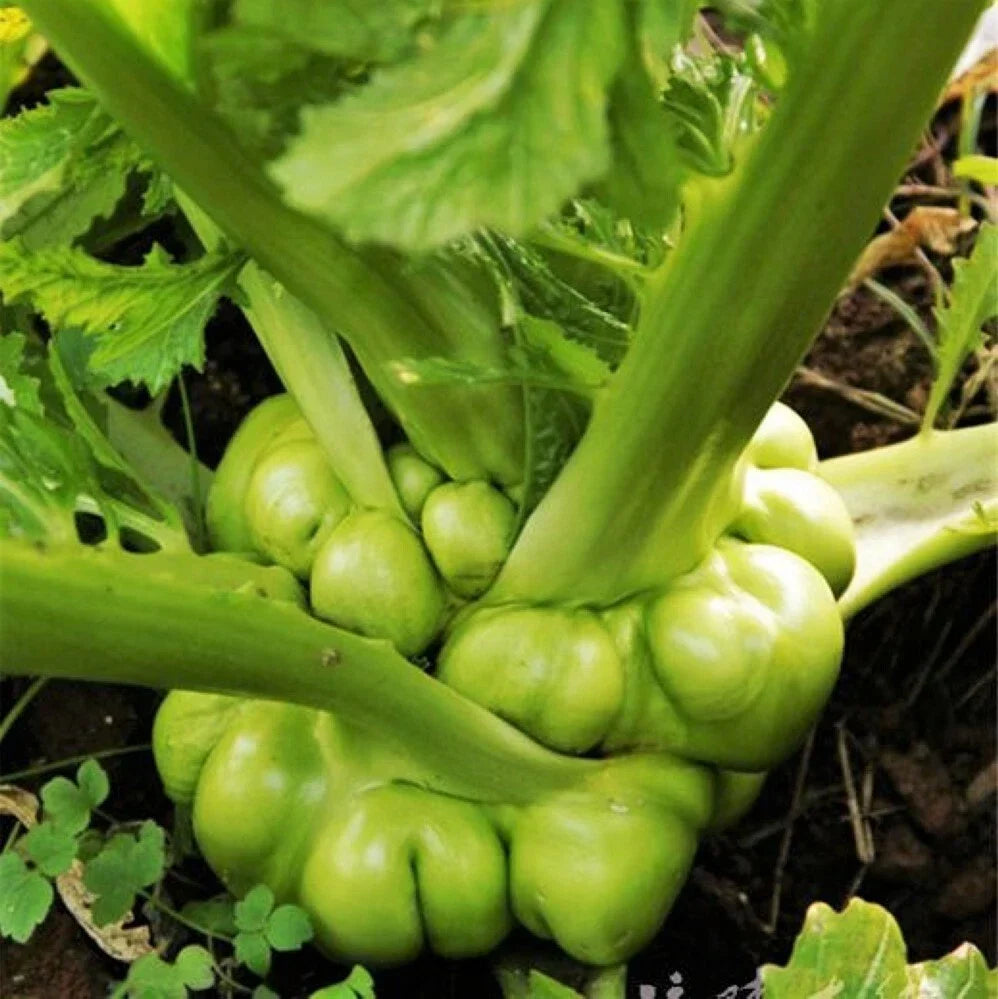 Chinese Stem Mustard Tuber Seeds – Brassica juncea var. tumida, Zha Cai, Swollen Knob Tsa Tsai, Non-GMO, Easy to Grow, 100 Seeds