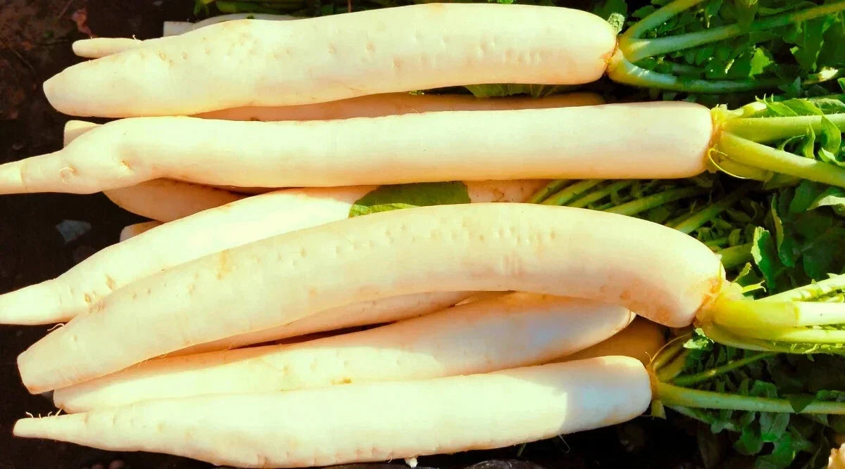 Miyashige Radish Seeds - 500+ Non-GMO Raphanus sativus for Home Garden, Salad & Cooking, Fast-Growing, Compact, USA Grown