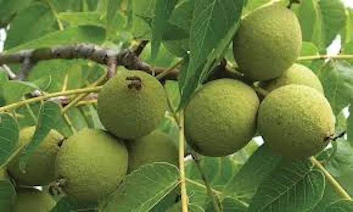 Black Walnut Tree Live Plant 12-24in Bare Root Juglans nigra Deciduous for Landscaping Fast Growth North American Native