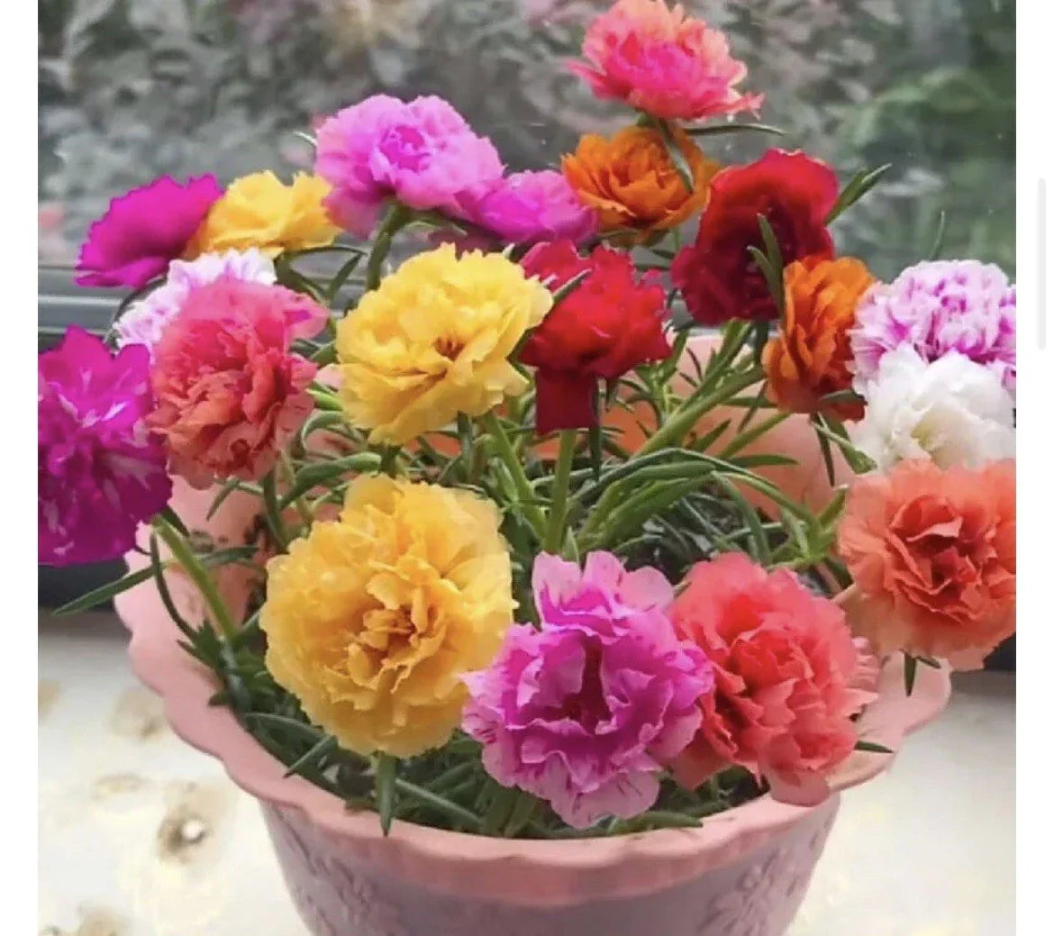 1000+ Seeds Mixed Moss Rose Portulaca Grandiflora - Vibrant Colorful Garden Blooms, Drought-Tolerant, Easy to Grow, Full Sun to Partial Shade