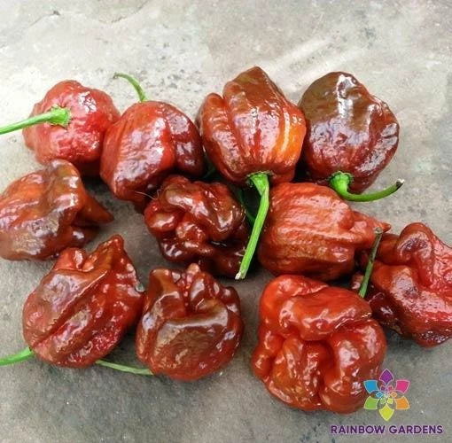 7 Pot Brown Hot Pepper Seeds – Capsicum chinense – Spicy Culinary Peppers – Garden Planting, Indoor & Outdoor, USA Grown