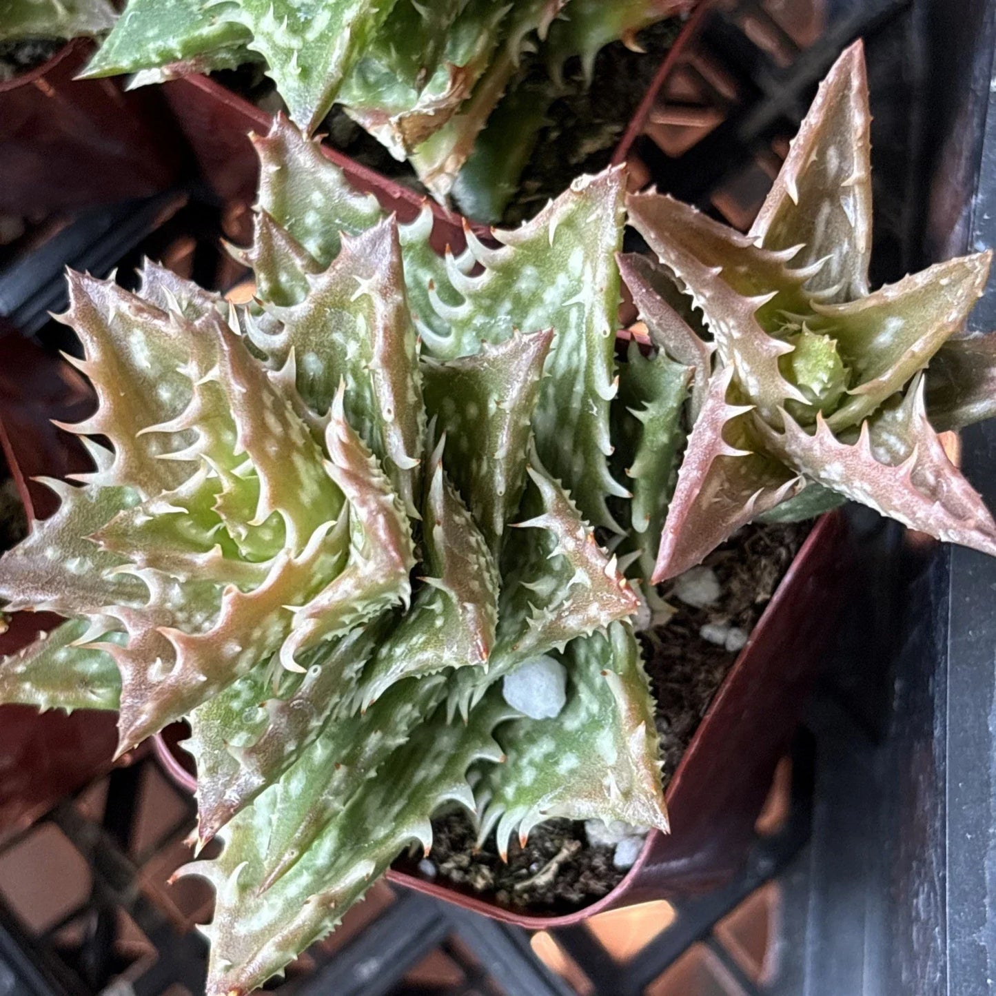 Aloe Plant 2" Pot Crosby's Prolific Hybrid Succulent Aloe vera cv. 'Crosby's Prolific' Rare Indoor Plant