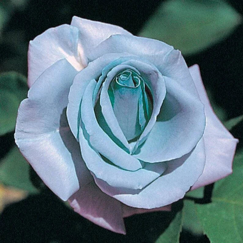 Blue Rose Seeds - Perennial Flowering Shrub Seeds for Garden, Rosa spp., Vibrant Blue Blooms, Easy to Grow, Attracts Pollinators