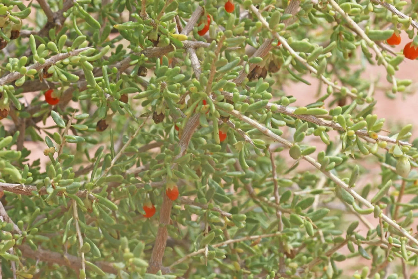 Desert Tomato Seeds 50+ Pack Lycium andersonii Drought-Tolerant Perennial Shrub for Xeriscaping and Container Gardening