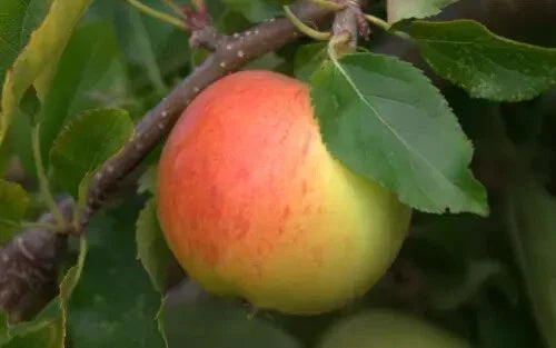 Gala Apple Seeds - 25+ Pack for Gardening - Malus domestica 'Gala' - Heirloom, Organic, Non-GMO Fruit Tree Seeds