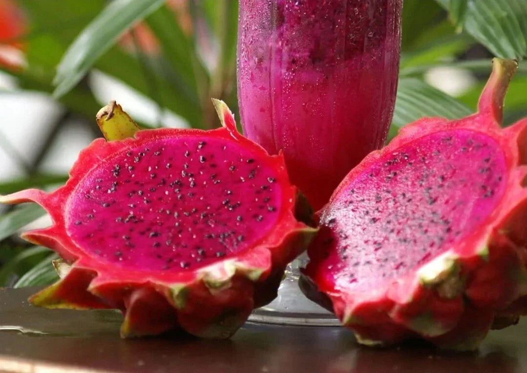 Red Dragon Fruit Seeds - 50+ Pitahaya Hylocereus Tropical Fruit Seeds for Home Garden, Pot, Container Cultivation