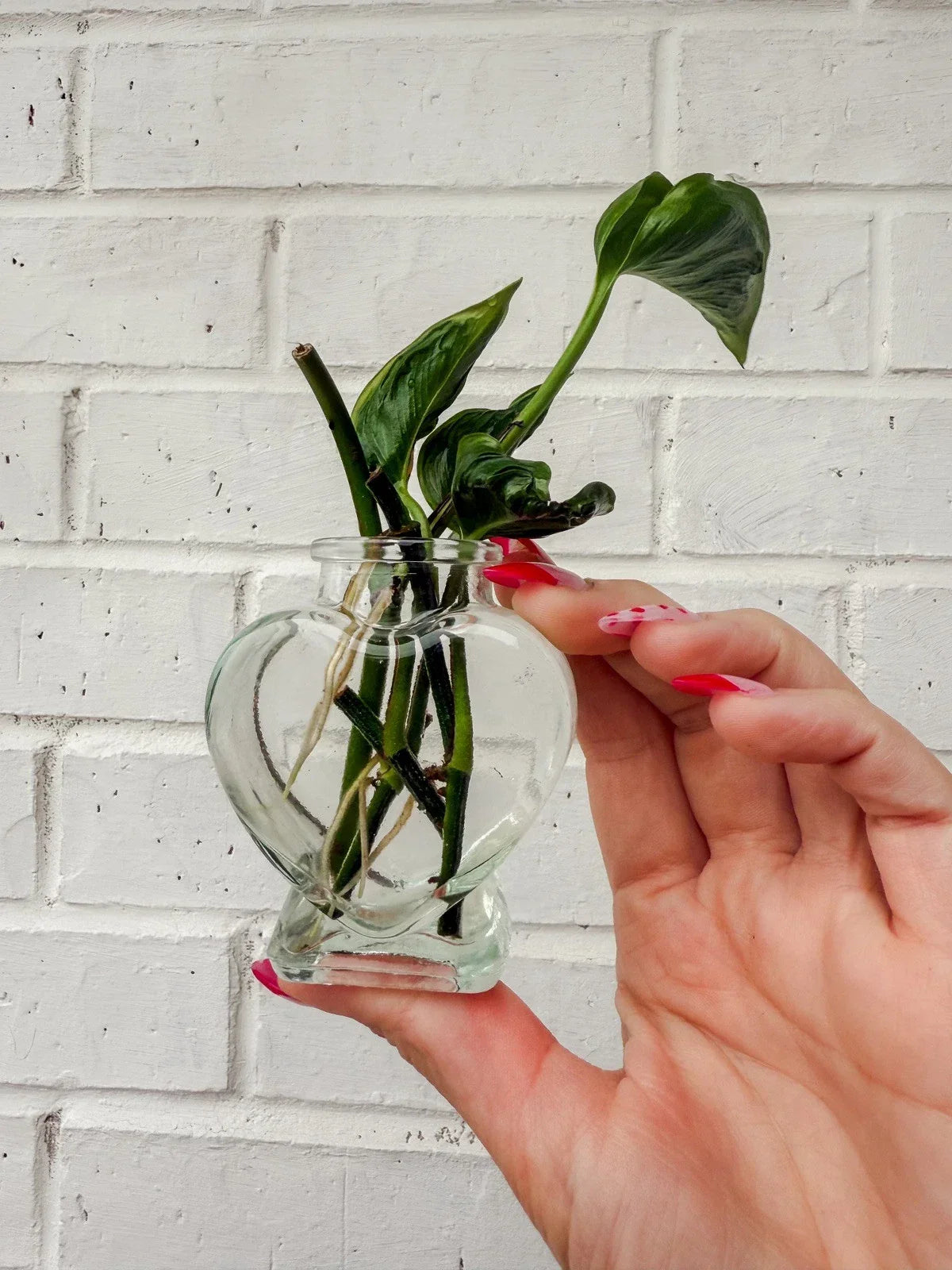 Rooted Houseplant Cuttings - Shangri Ooh La La Rare Variety for Indoor Decor, Unique Houseplant, Easy to Grow