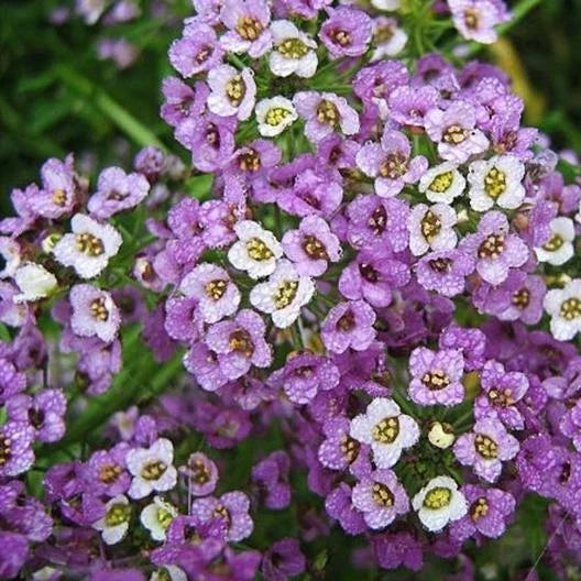 Sweet Alyssum Seeds - Dwarf Royal Carpet Ground Cover - Lobularia maritima - Non-GMO, 1000 Seeds for Borders, Rock Gardens & Containers