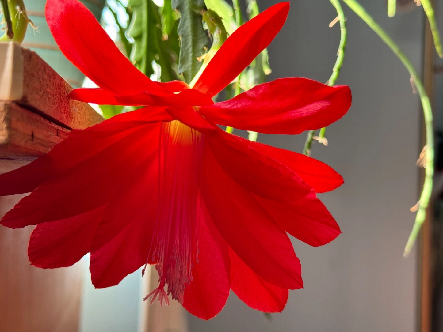 Red Epiphyllum Orchid Cactus Cuttings – 6 Live Unrooted Propagation Stems, Trailing, Red Flowers, Epiphytic Cactus