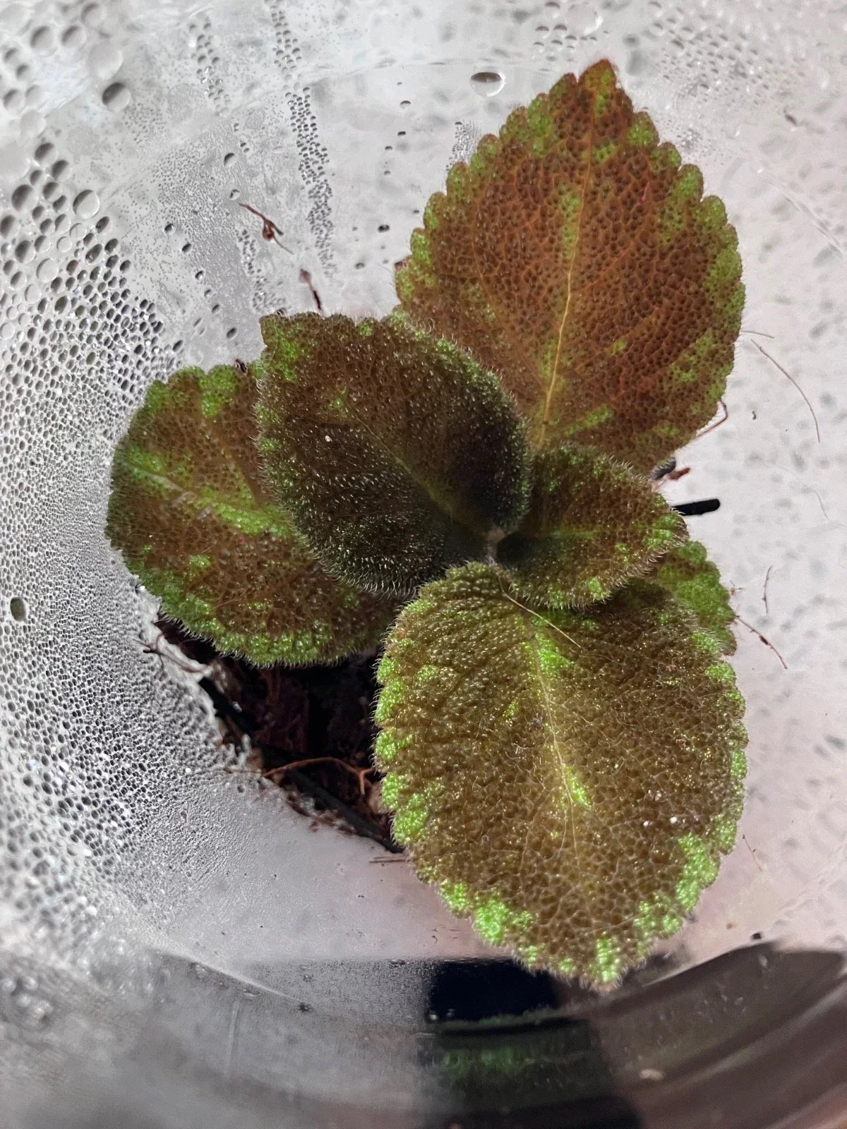 Episcia “Emerald Velvet” Flame Violet Fuzzy Foliage Starter Plant Indoor Houseplant Rare Episcia cupreata