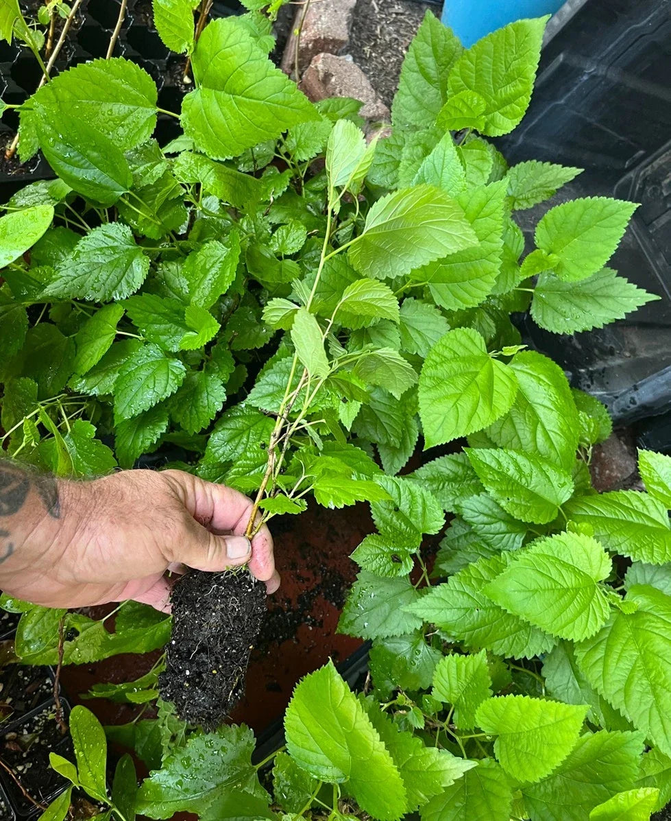Red Mulberry Tree β Morus rubra β Bare Root Live Tree (Not Dwarf) β Native Fruit Tree for Wildlife, Shade & Sweet Berries