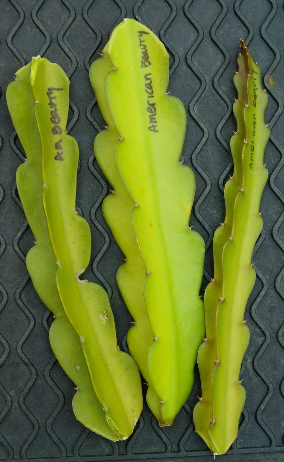 3 American Beauty Dragon Fruit Cuttings | Hylocereus Guatemalensis | Unrooted 8β10β | Self-Pollinating | Sweet Magenta Flesh