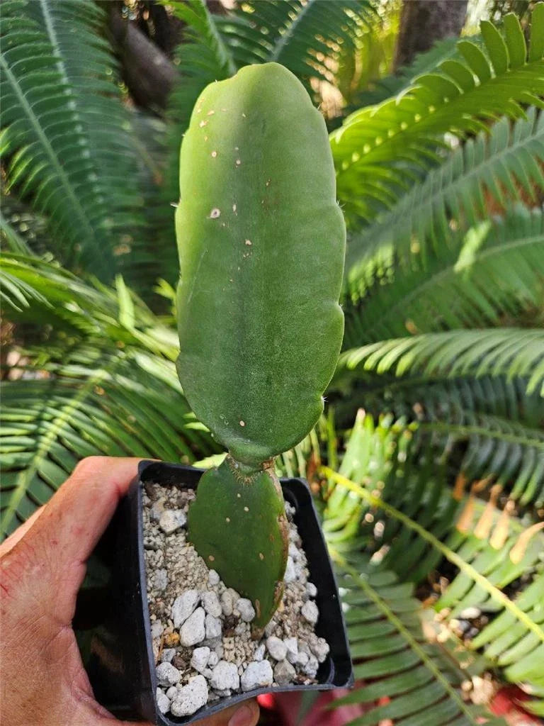 Dendrocereus Nudiflorus Rooted Cutting – Unique Cactus for Indoor Gardening, Succulent Collector’s Plant