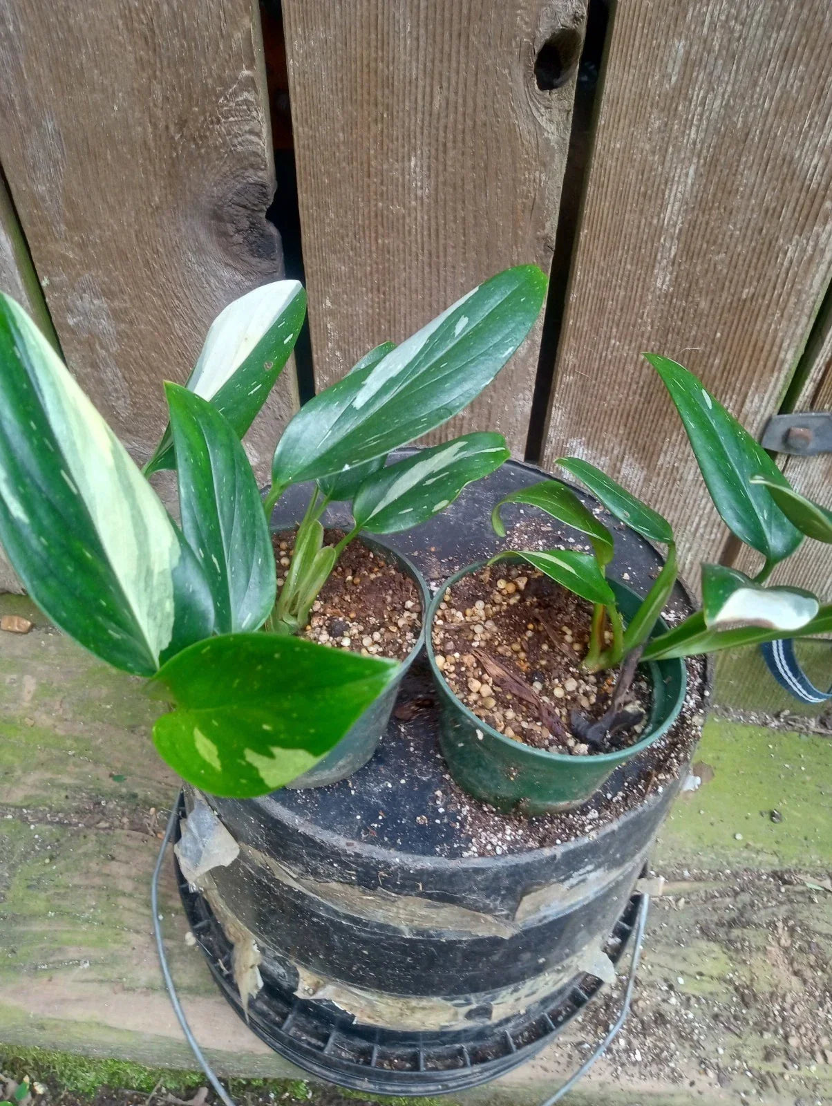 Variegated Monstera Standleyana Potted Plant - Fully Rooted in 3.2 Inch Pot - Unique Houseplant Decor - Epipremnum aureum