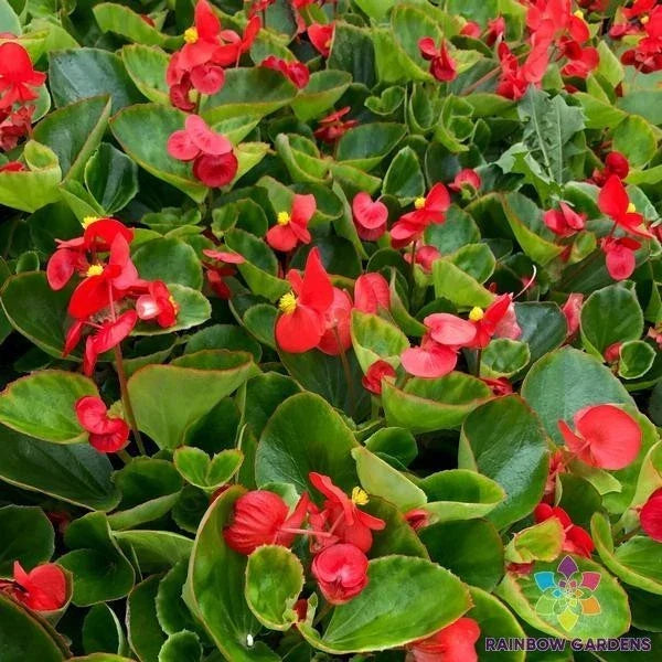 25+ Begonia Seeds - Red with Green Foliage - Begonia x semperflorens - USA Grown for Garden & Indoor Planting