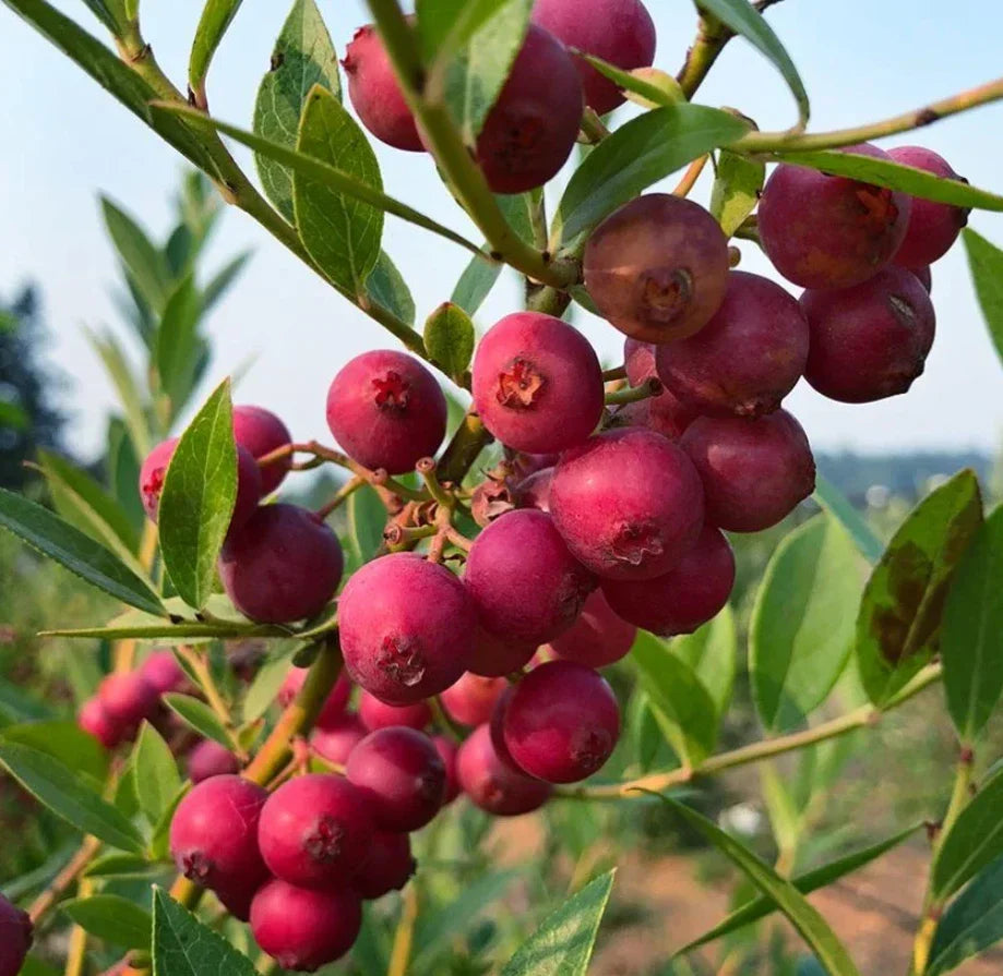 Set of 2 Live Pink Lemonade Blueberry Plants 4-6" Vaccinium corymbosum Edible Fruit Plants for Home Garden