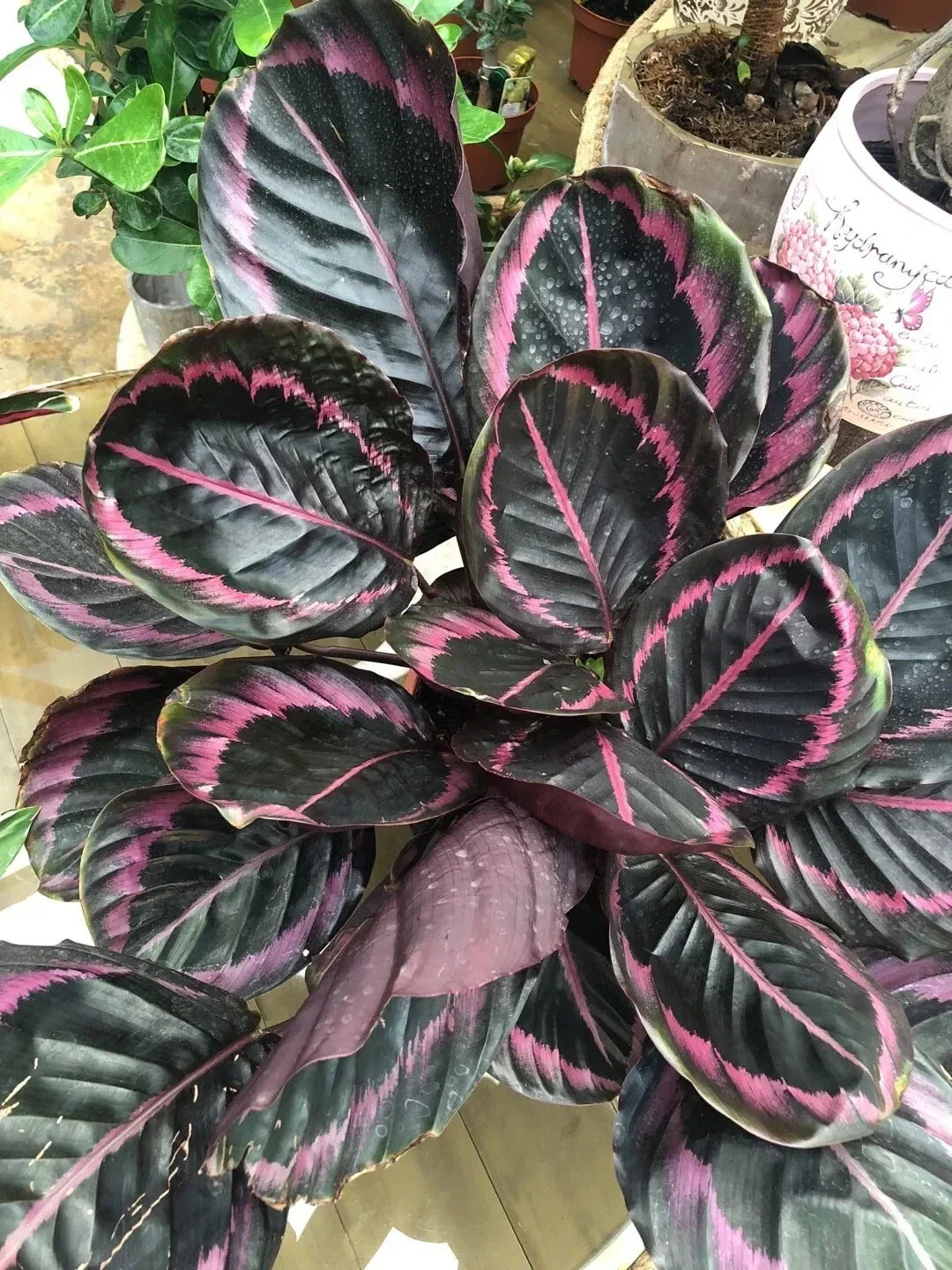 Edgy Pink Calathea Couture Seeds | Calathea lietzei | Indoor & Outdoor Plant | Vibrant Pink & Green Foliage | Easy to Grow