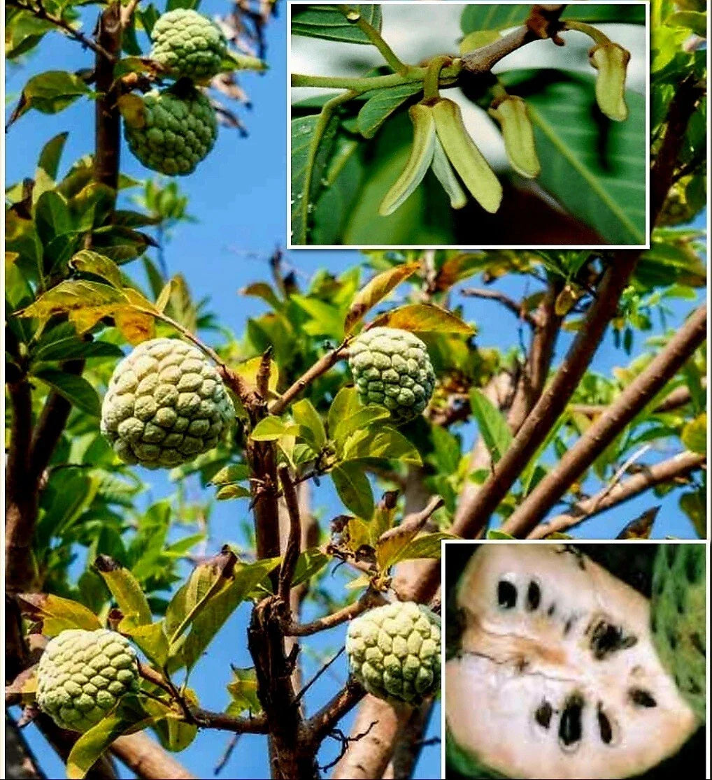 Cherimoya Seeds 10 Pack - Annona cherimola Custard Apple, Sugar Apple, Sweetsop for Planting, Tropical Fruit Tree