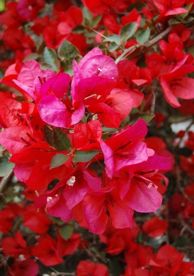 Bougainvillea Starter Plant - San Diego Red Variety - Well Rooted Plug - Bougainvillea spectabilis for Gardens & Containers