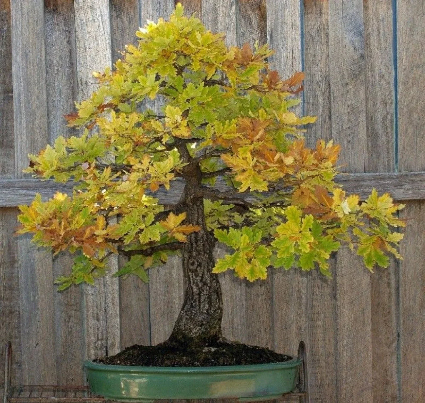 Blue Oak Bonsai Seeds - 15 Pack Quercus macrocarpa 2023 Harvest for Gardening & Landscaping