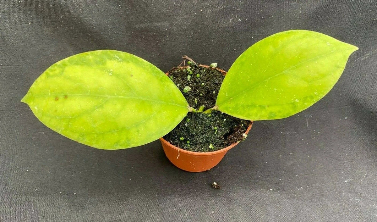Rare Hoya Plant 2.5" Pot Hoya juannguoana IML 1604 Rooted Indoor Houseplant with Waxy Leaves