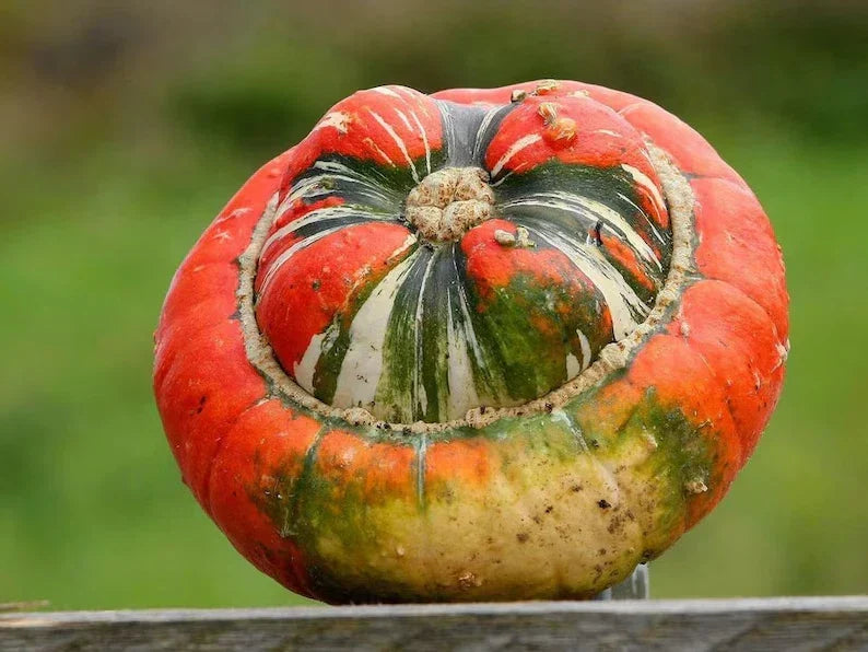 Turks Turban Squash Seeds - Organic Non-GMO Pack of 10 - Cucurbita maxima - Decorative, Edible, Full Sun, USA Grown