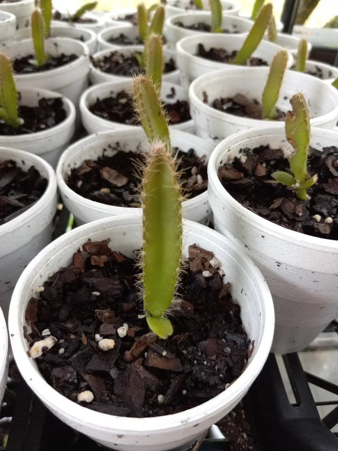 4 Rooted Dragon Fruit Seedlings – Red & Yellow Mix, Hylocereus undatus, Bare Roots, 3-5 Inches Tall, 2-Year-Old Plants