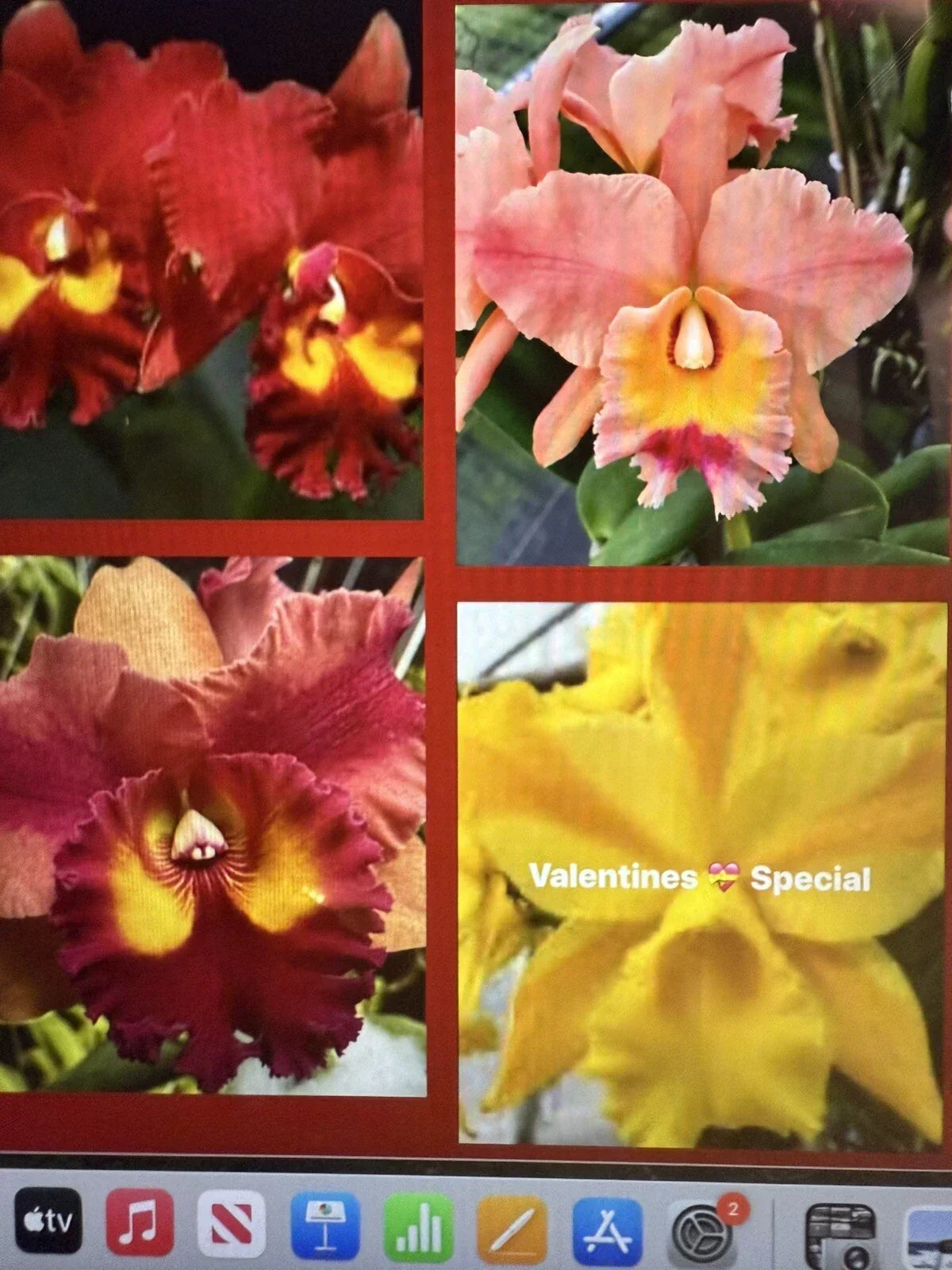 Cattleya Orchid Plant 2 Stem Bare Root Starter - Exotic Flowering Orchid, No Tag, Not Perfect Division, Latin Cattleya spp.