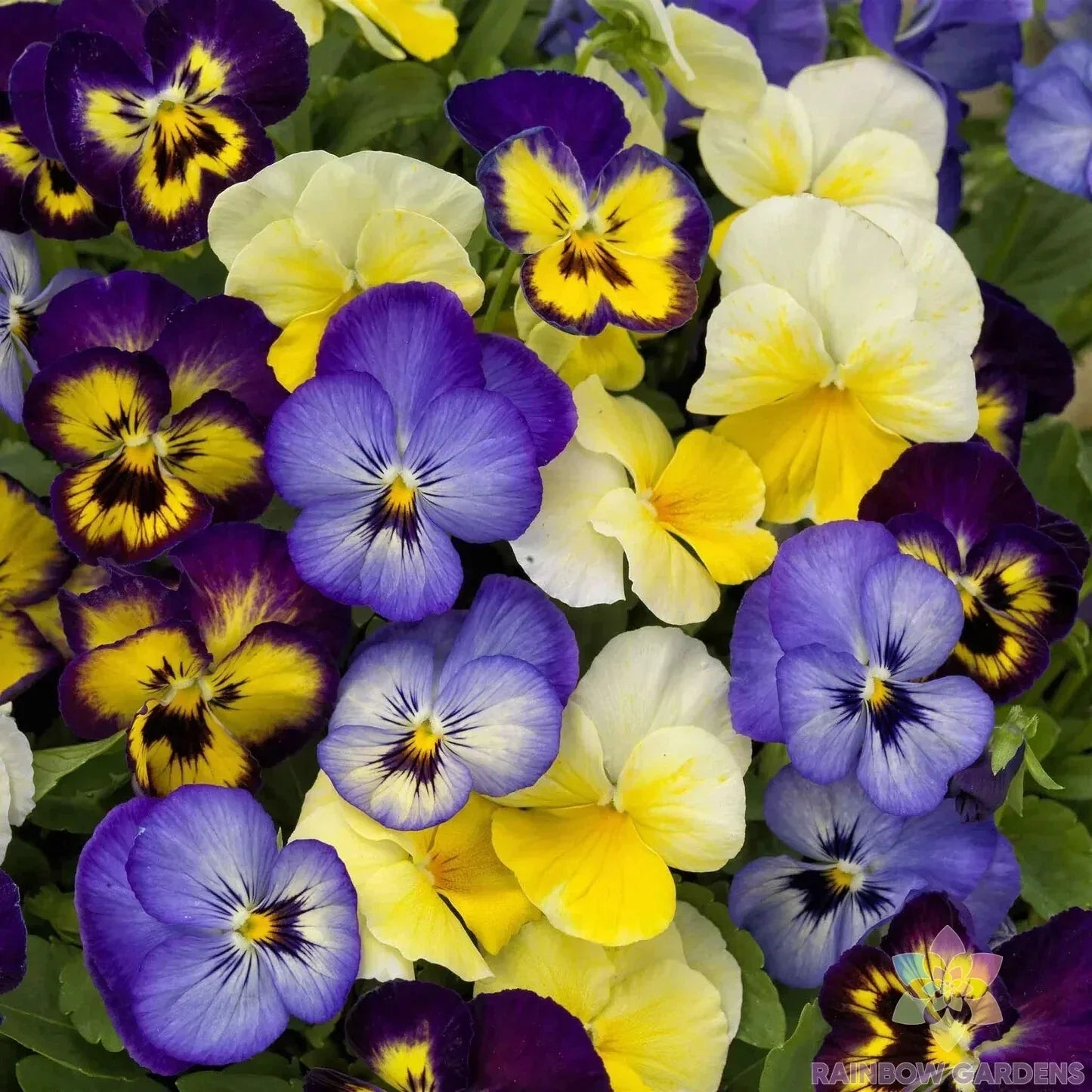 200+ Colormax Lemonberry Pie Mix Pansy Seeds - Viola tricolor var. hortensis, Vibrant Flower Seeds for Garden, Easy to Grow