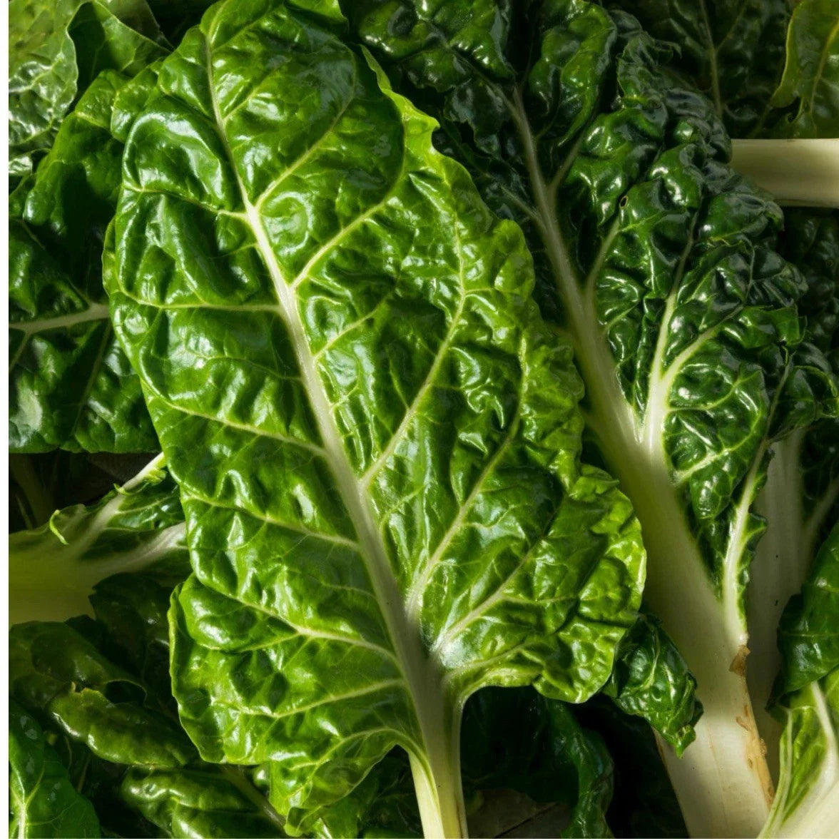 Swiss Chard Seeds - Lucullus Variety, Organic, Non-GMO, Beta vulgaris subsp. cicla, Rainbow Stems, Seed Packet for Gardening