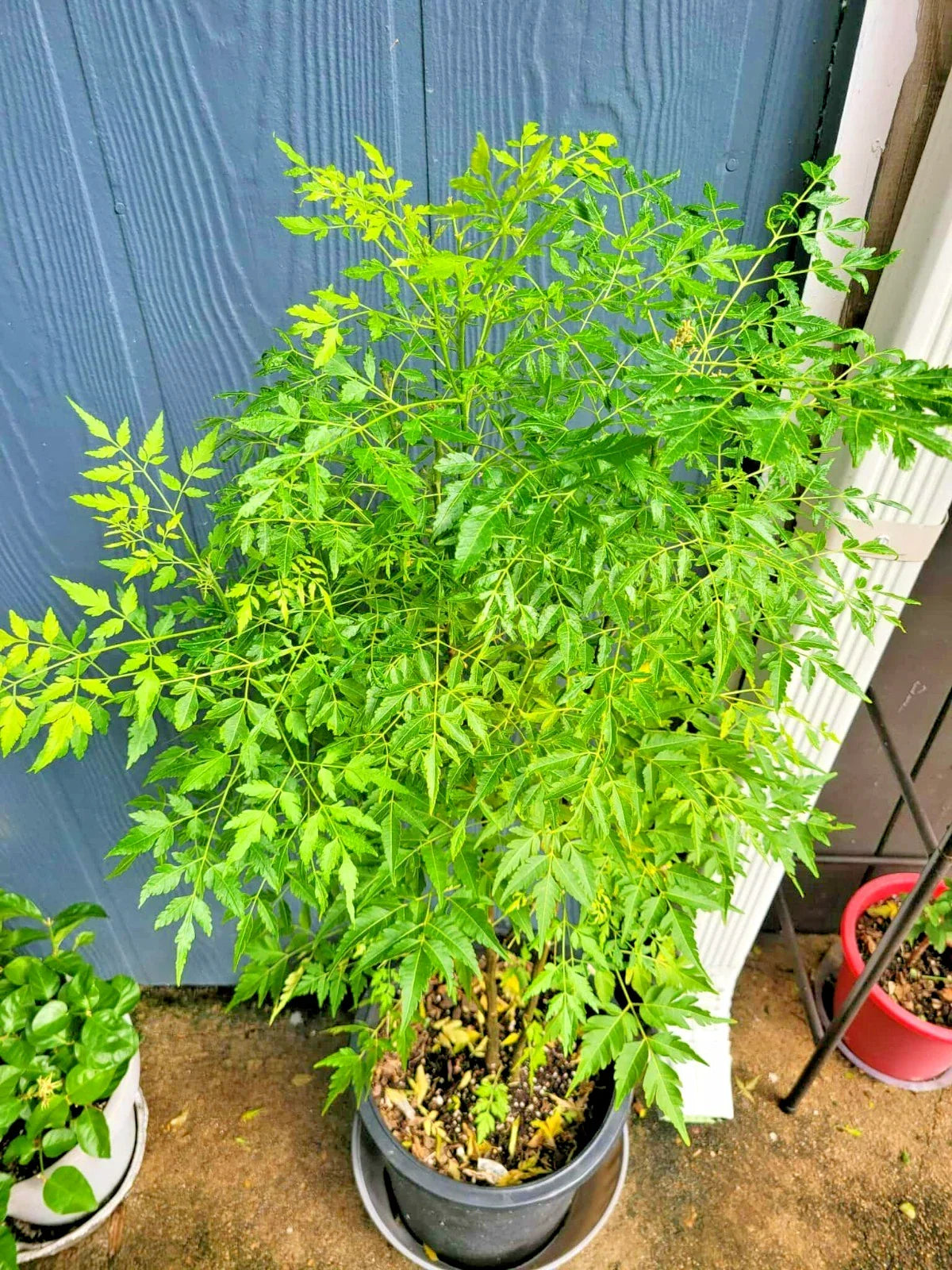 Melia Azedarach Live Plant | Persian Lilac | Rare Tropical Chinaberry | 4-Inch Starter Plant
