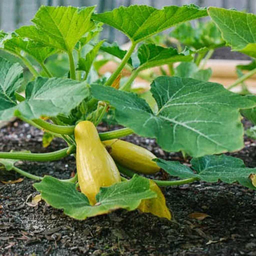 Prolific Straightneck Summer Squash Seeds - Non-GMO, Organic Cucurbita pepo, Heirloom, Bright Yellow, Bush-Type, Compact Plant