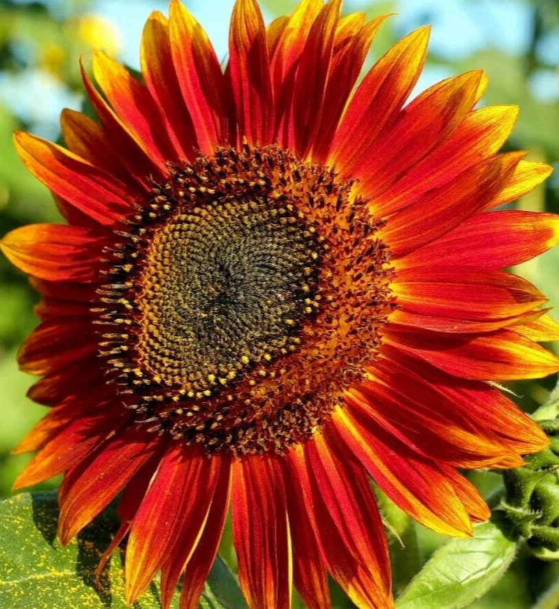 Red Sun Sunflower Seeds - Pack of 50+ Helianthus annuus Annual Flowers with Vibrant Red Blooms for Garden, Cut Flowers, Full Sun