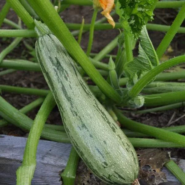 Caserta Summer Squash Seeds - Heirloom, Non-GMO Cucurbita pepo Vegetable Seeds for Home Gardens & Containers