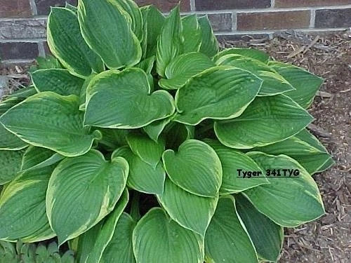 3 Live Hosta Plants - Gold Crown Variety - Sun & Shade Tolerant Perennial - Hosta 'Gold Crown'