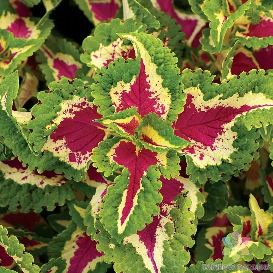 25+ Wizard Rose Coleus Seeds for Garden Planting - Solenostemon scutellarioides, Vibrant Foliage, Easy to Grow, Butterfly Attractant