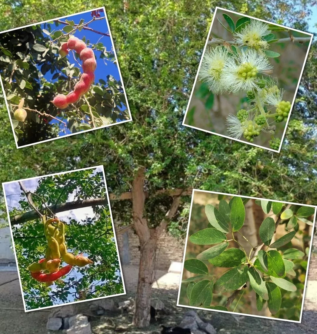Red Guamuchil Tree Seeds - Pithecellobium dulce Tropical Landscaping, Edible Pods, Fast-Growing Tree, 5+ Seeds