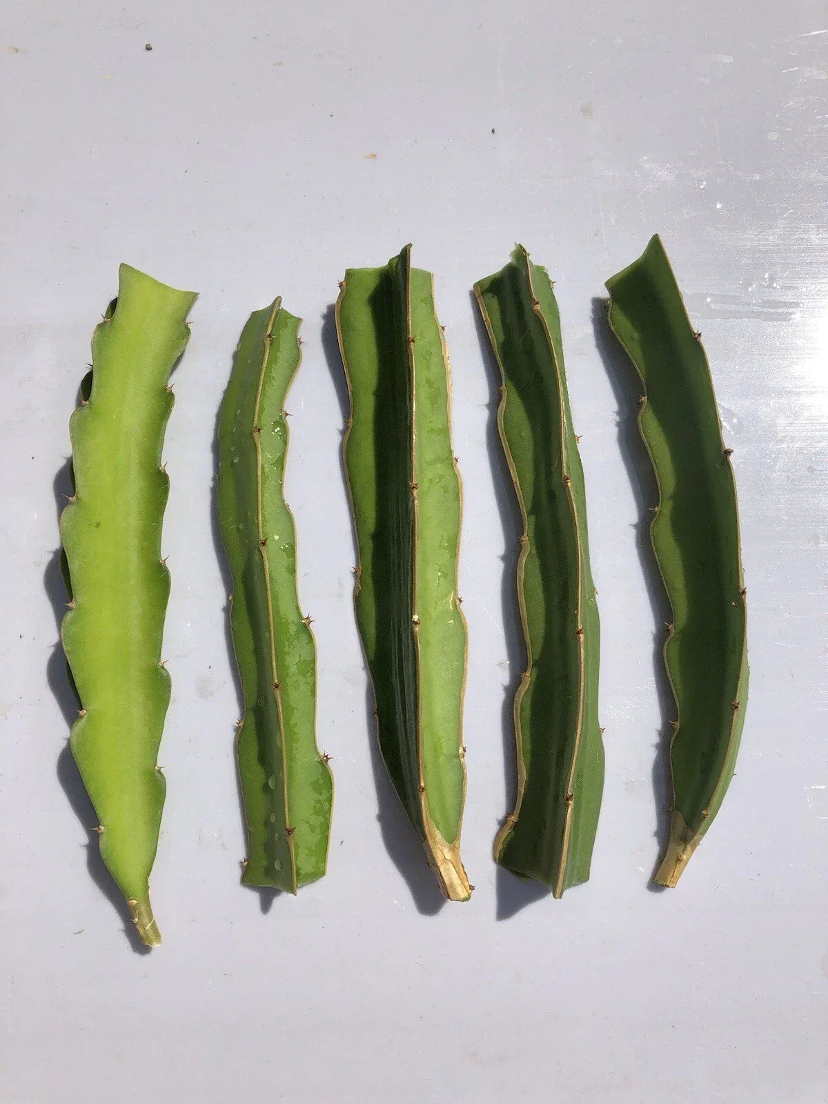 White Dragon Fruit Cuttings 6-inch Pitaya Cactus Set, No Roots, Home Gardening, Hylocereus undatus
