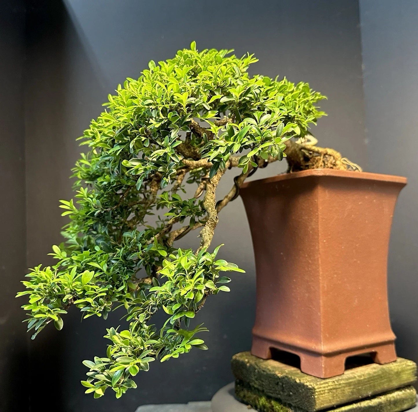 Bonsai Tree 12-Inch Kingsville Boxwood Cascade in Yixing Zisha Pot, 30-35 Years Old, Home Decor, Gift, Mature, Green Foliage