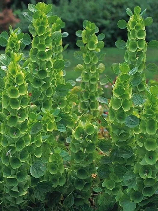 Bells of Ireland Seeds - Moluccella laevis - 35 Pack - Green Flowering Annual for Garden Borders & Cut Flowers