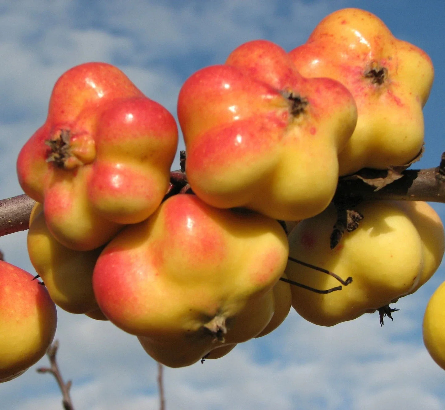 Rare APISTAR Apple Cuttings – 3 Fresh Rooting/Grafting Malus domestica 'APISTAR' for Home Garden & Orchard