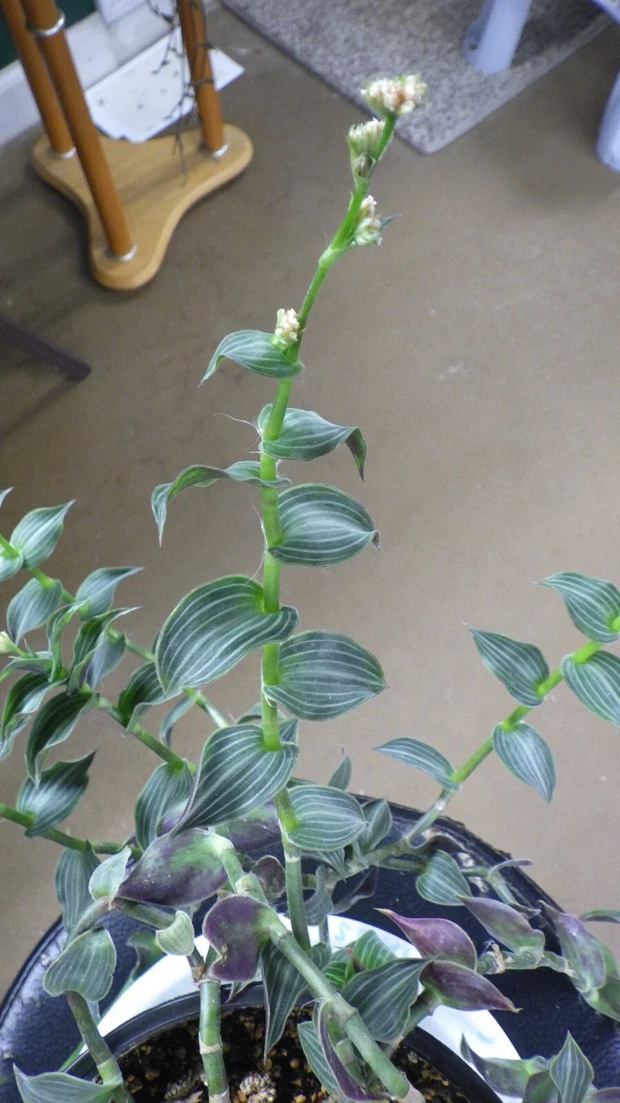 Wandering Jew Cuttings - C. Gentlei Elegans "Puppy Ears" House Plant Clippings for Propagation & Indoor Gardening