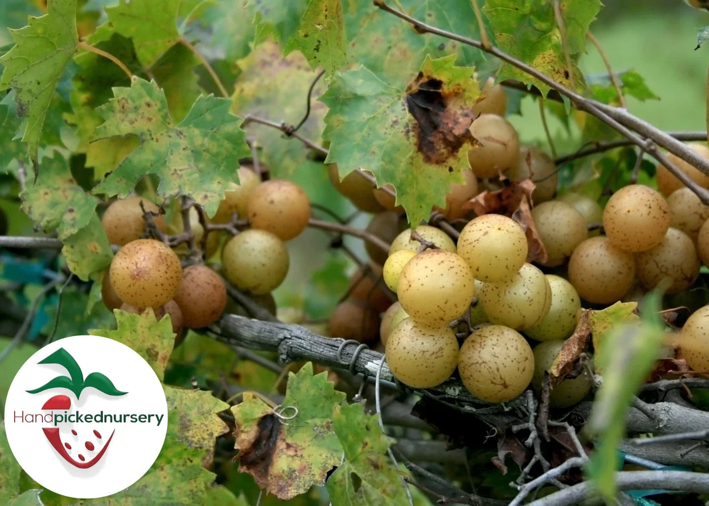 Sweet Jenny Muscadine Grape Vine - 2 Year Old Bare Root Plant - Vitis rotundifolia - Sweet, Flavorful Grapes for Home Gardens