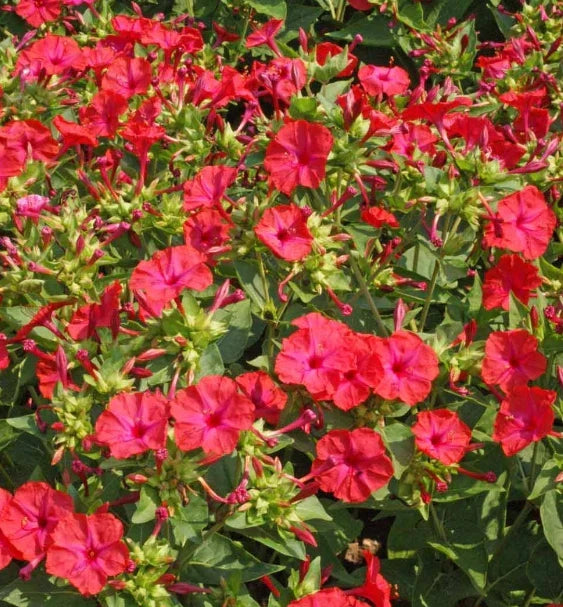 Four O'Clock Seeds - Hummingbird Red Mirabilis jalapa Non-GMO Flower Seeds for Night Blooms, Attracts Hummingbirds, 25 Seeds