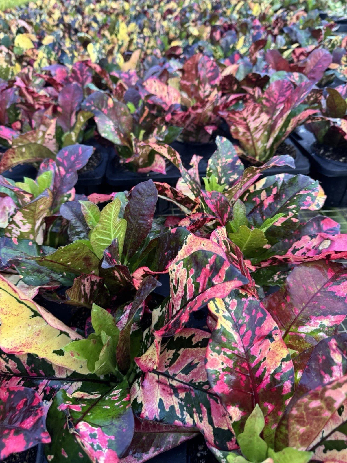 4 Live Outdoor Plants Set – 4-inch Assorted Varieties for Gardens, Patios & Landscape Design